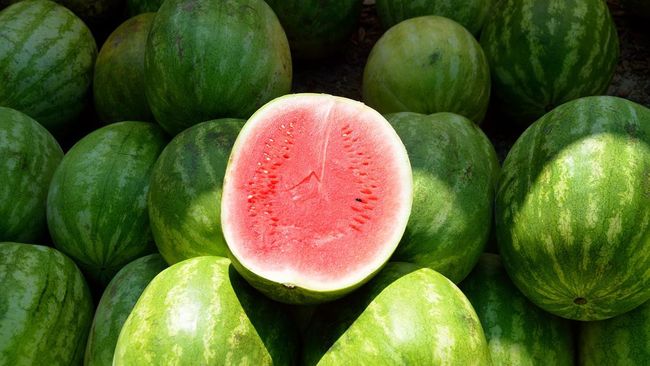 Agar terhindar dari semangka yang 'zonk', perhatikan beberapa cara memilih semangka berikut ini.