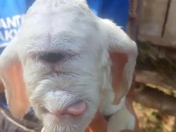 Hewan-hewan Dajjal Ini Sebenarnya Alami Cyclopia