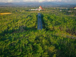 Pohon Ulin, Si Kayu Besi dari Kalimantan