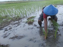 Genjot Ketahanan Pangan, Pemkot Semarang Siap Kembangkan Padi Biosalin