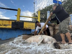 Seekor Pesut Ditemukan Mati Terdampar di Tanjung Kalian Bangka