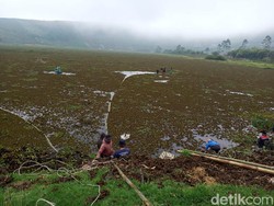 Telaga Merdada Dieng Dipenuhi Eceng Gondok, Dibersihkan Nggak Habis-habis