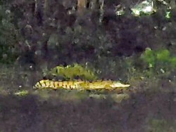 Reptil Besar Teror Warga Kedungpeluk, Jinak Saat Diberi Ikan Mujair
