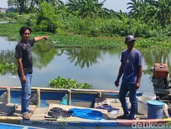 Buaya di Sungai Kedungpeluk Sidoarjo Makin Sering Muncul: Sehari 3 Kali
