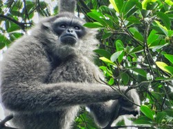Kehidupan 13 Kelompok Owa Jawa di Pegunungan Sanggabuana