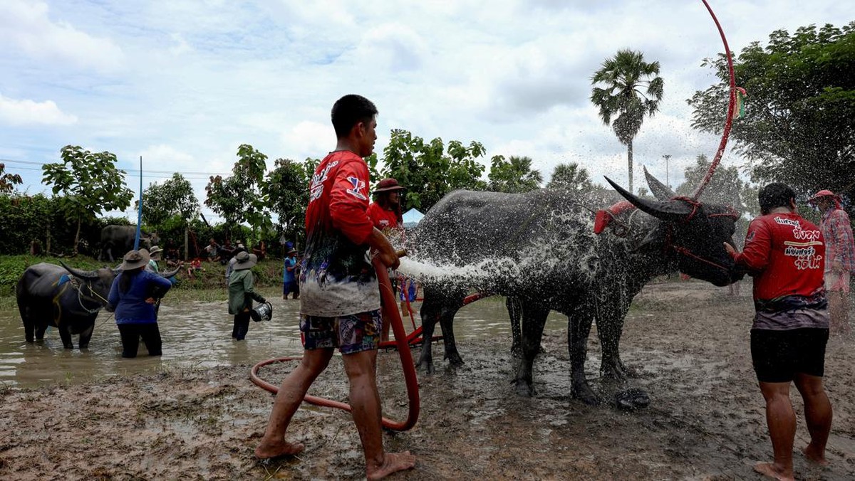 FOTO: Balap Kerbau Awali Musim Tanam Padi di Thailand