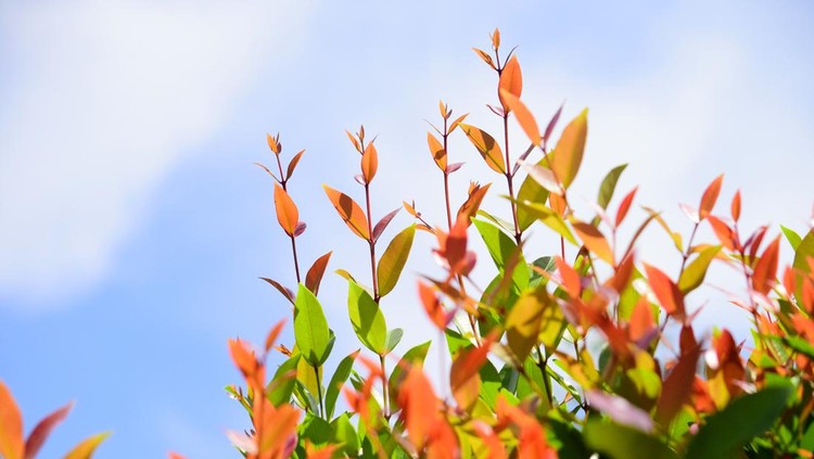 Ilustrasi tanaman pucuk merah atau Syzygium oleana close up the details of the plant shoots red (Syzygium oleana) with a blurry background. This plant is an ornamental plant, so it is usually planted in a garden or yard