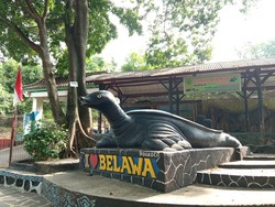 Menengok Pelestarian Kura-Kura di Desa Belawa Cirebon