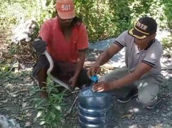 3 Ular Kobra Jawa Ditemukan di Cawas Klaten, Sempat Nyelonong Masuk Rumah