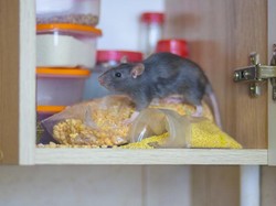 Tanpa Racun! Coba Bahan Alami Ini untuk Usir Tikus