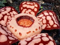 Bunga Raflesia Hasseltii Langka Ditemukan Mekar di Hutan Sumsel