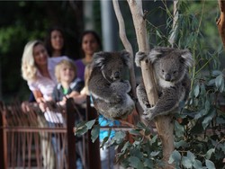 Traveler Mau Lihat Binatang-binatang Khas di Melbourne, Cobalah ke Sini