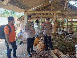 5 Sapi di Gunungpati Semarang Mati Misterius, Polisi Turun Tangan