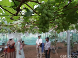 Kini Ada Wisata Petik Anggur Lho di Ponorogo, Yuk ke Sana!