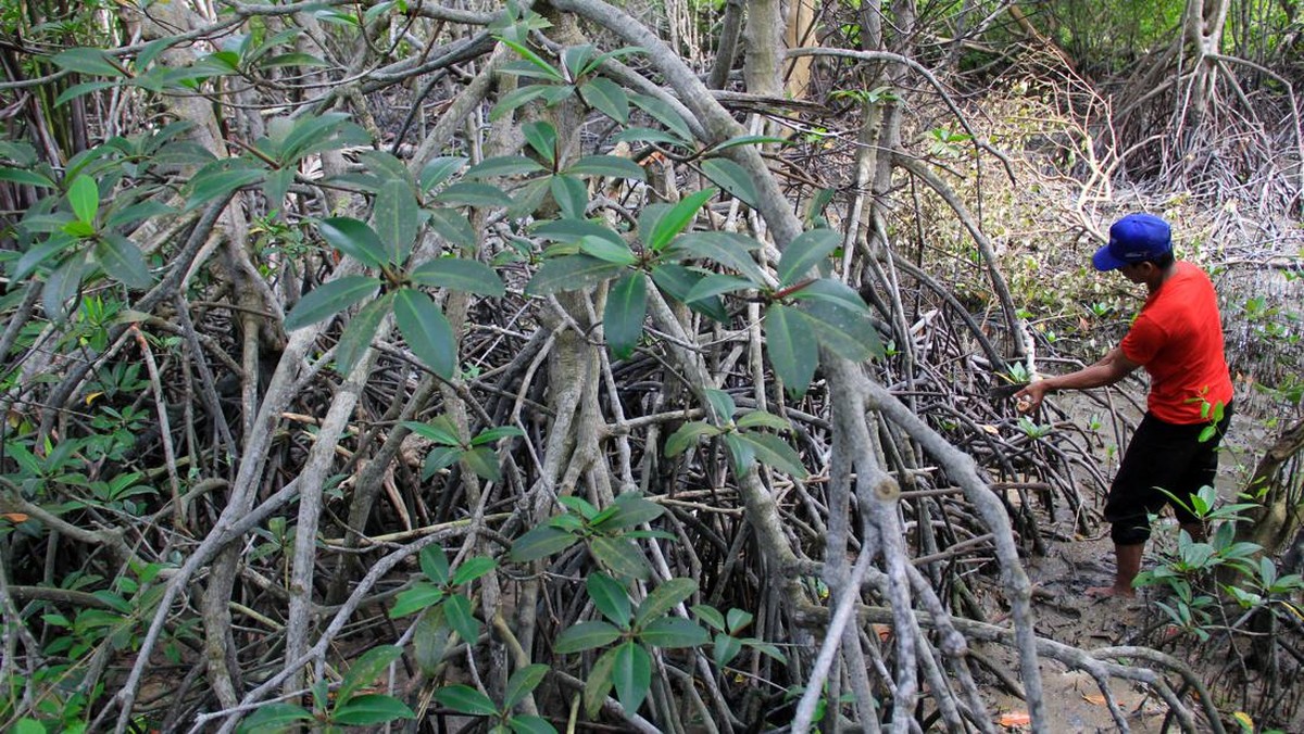 FOTO: Batik Mangrove Sumatra Menuju Pasar Eropa