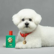 Dolce & Gabbana Rilis Parfum Mewah Khusus untuk Anjing! Apa Spesialnya?