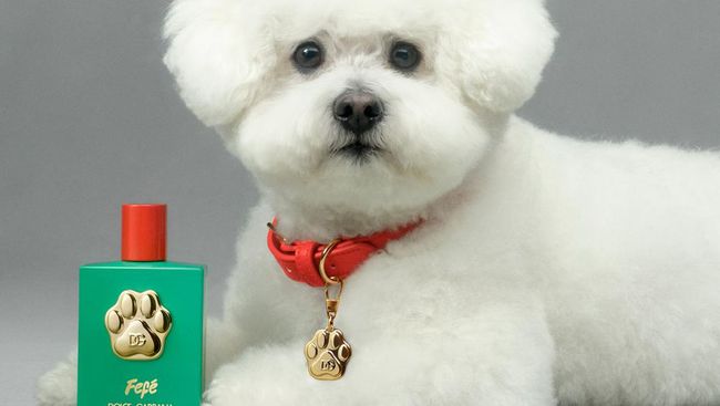 Dolce dan Gabbana Rilis Parfum Mewah Khusus untuk Anjing! Apa Spesialnya?