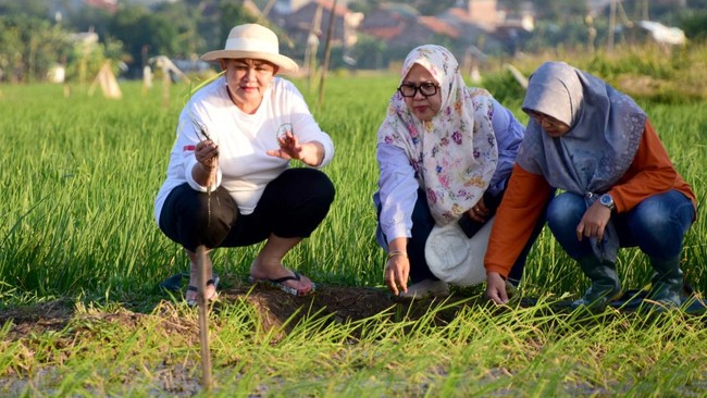 Wali Kota Semarang Hevearita Gunaryanti Rahayu atau Mbak Ita berharap proyek penanaman padi Biosalin bisa menghasilkan beras berkualitas.