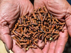 FDA Deteksi Dugaan Kontaminasi Radioaktif Cs-137 pada Cengkih Asal RI