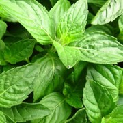 5 Tanaman yang Bisa Mengurangi Stres, Bisa Tanam di Rumah