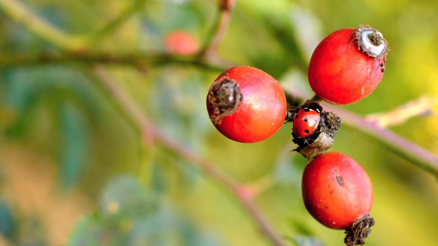 Guarana