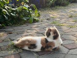 Polisi Ungkap Penyebab Pelaku Tembak Kucing hingga Mati Pakai Senapan Angin
