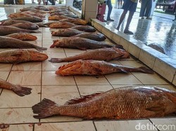 Nelayan Pangandaran Tangkap Ikan Kakap Cina Bernilai Jutaan Rupiah