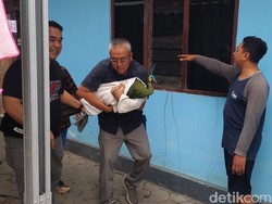 Hampir Setahun Liar di Permukiman Kulon Progo, Merak Hijau Dievakuasi