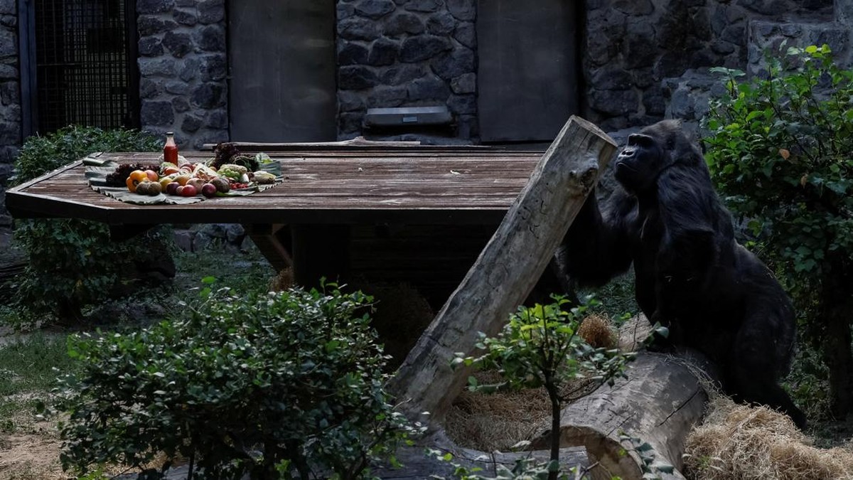 FOTO: Perayaan Ulang Tahun ke-50 Gorila di Kebun Binatang Ukraina