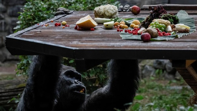 FOTO: Perayaan Ulang Tahun ke-50 Gorila di Kebun Binatang Ukraina