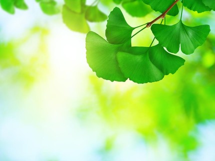 7 Tanaman Herbal untuk Memperlancar Aliran Darah, Cegah Penyakit Jantung