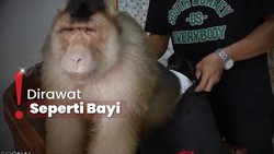 Bak Anak Sendiri, Hafiz Ajari Bastian Beruk agar Ramah pada Manusia