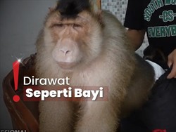 Bak Anak Sendiri, Hafiz Ajari Bastian Beruk agar Ramah pada Manusia