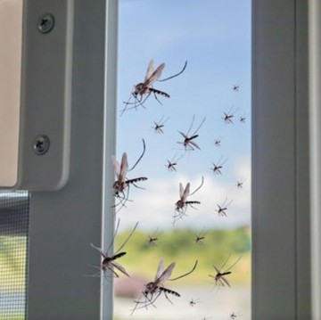 Jadi Lebih Nyaman, Ini 5 Cara Sederhana Bikin Rumah Terbebas dari Nyamuk dan Lalat!