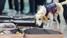 Korsel Kerahkan Anjing Pelacak Deteksi Kutu Busuk dari Olimpiade Paris