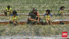 FOTO: Panen Bawang Di Urban Farming Depok