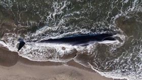 FOTO: Nelangsa Paus Sirip Muda di Debur Ombak Pantai California