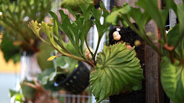 Beautiful collection of various Staghorn Fern (Platycerium) plants hanging on a wooden board in a tropical garden.