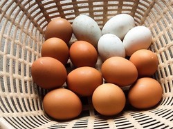 5 Fakta Menarik Telur Bebek, Nutrisi hingga Keunikan Rasanya