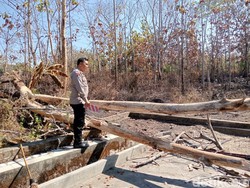 Ujung Pohon Tumbang Timpa Peserta Upacara Hari Pramuka Ada Bekas Terbakar