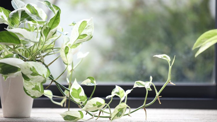 Tanaman hias Epipremnum aureum Pearls dan Jade Pothos