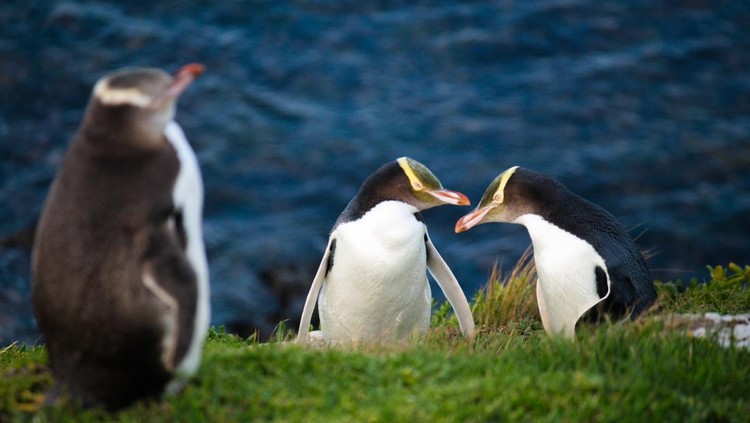 These are Yellow eyed penguins found in New Zealand South Island.