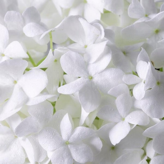 Ilustrasi Bunga melati/Foto: freepik.com/freepik