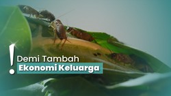 img-title Menilik Kampung di Banyuwangi Penduduknya Peternak Jangkrik