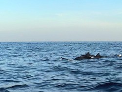 Heboh Lumba-lumba Menggigit, Jepang Serukan Publik Waspada di Pantai