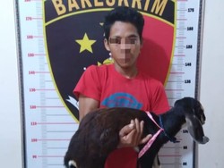 Pria di OKU Nekat Curi 5 Kambing Pak Kades
