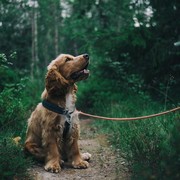 5 Makanan Berbahaya yang Tidak Boleh Diberikan ke Anjing