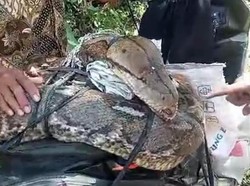 Djamaludin Tebas Ular Piton 10 Meter hingga Mati gegara Kambingnya Dimakan