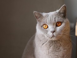 Kenapa Kucing Pipis Sembarangan? Begini Cara Mengatasinya