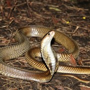 Waspada! 6 Tanda Ular Masuk dan Bersarang di Halaman Rumahmu